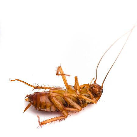 cockroachの写真素材