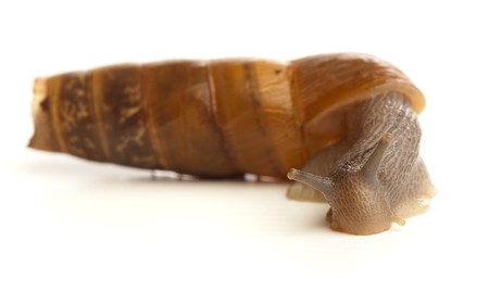 conchの写真素材