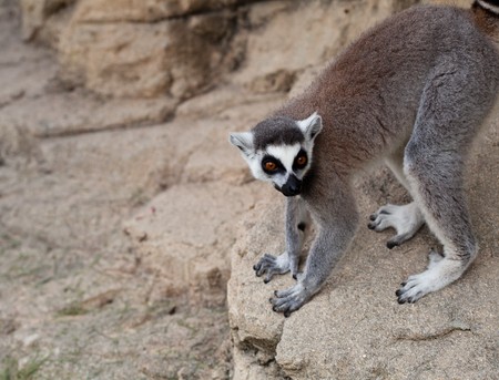 lemurの写真素材