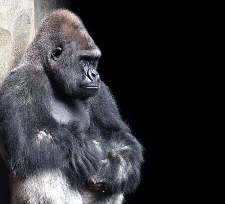 gorillaの写真素材