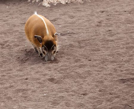 african pigの写真素材