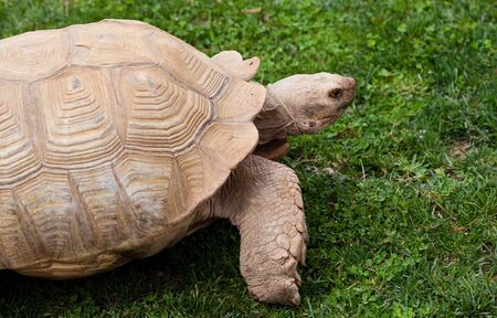 big turtleの写真素材