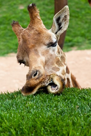 giraffeの写真素材