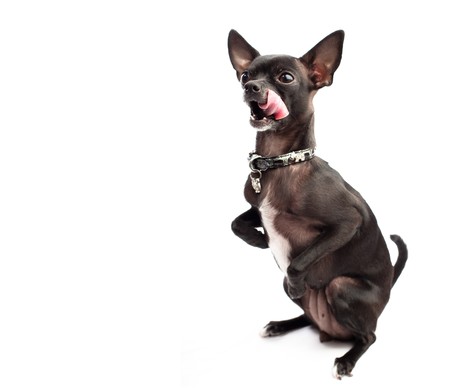 black chihuahuaの写真素材