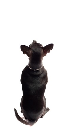 black chihuahuaの写真素材