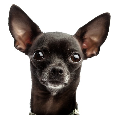 black chihuahuaの写真素材