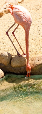 flamingoの写真素材