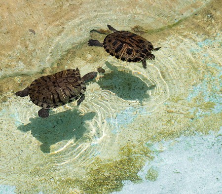 turtlesの写真素材