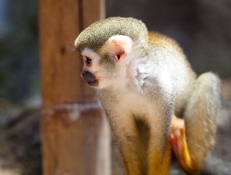 monkey