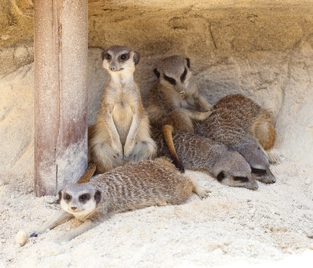 suricattaの写真素材