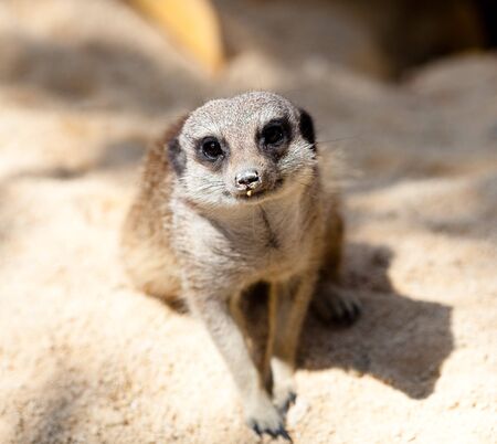 suricattaの写真素材