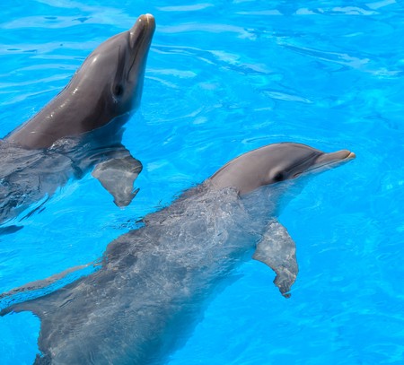 dolphinsの写真素材