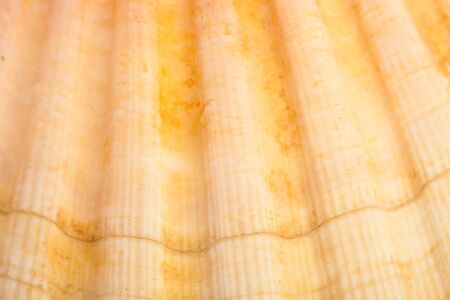 conchの写真素材