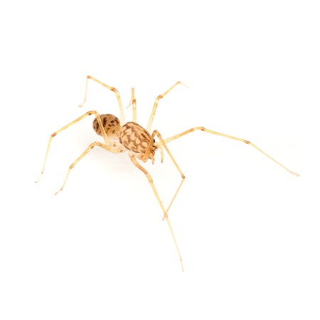spider