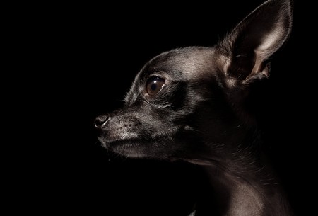 black chihuahuaの写真素材