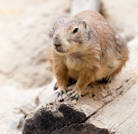 richardsons ground squirrel