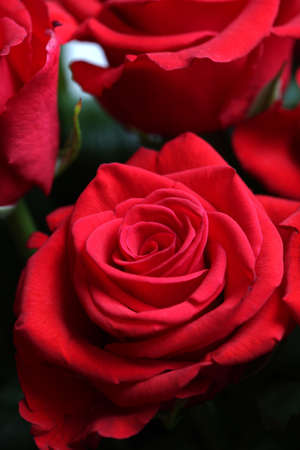 red rosesの写真素材