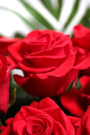 red rosesの写真素材