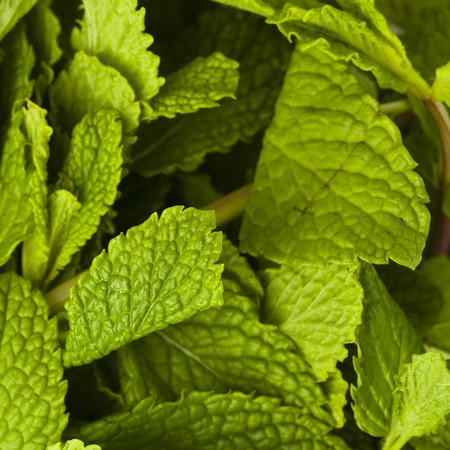 mint leafsの写真素材