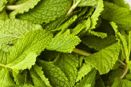 mint leafsの写真素材