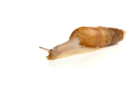 little conch  isolated on a white backgroundの写真素材