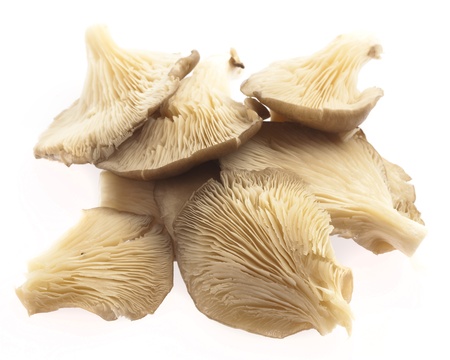 uncooked mushrooms isolated on a white backgroundの写真素材