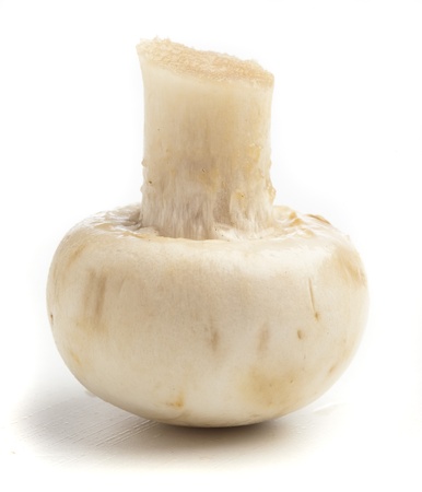 single mushroom isolated on a white backgroundの写真素材