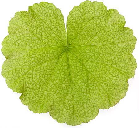 genarium leaf isolated on a white background