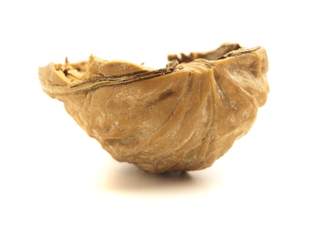 unshelled nut isolated on a white background