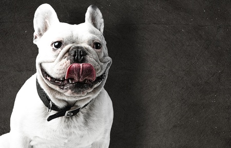 portrait of white french bulldog showing the tongue against a vintage backgroundの写真素材