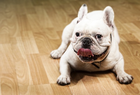 french bulldog showing the tongue indoorの写真素材