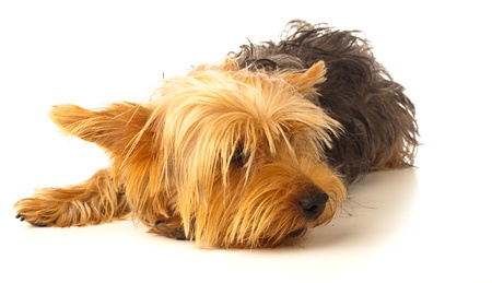 yorkshire puppy bored on a white background の写真素材