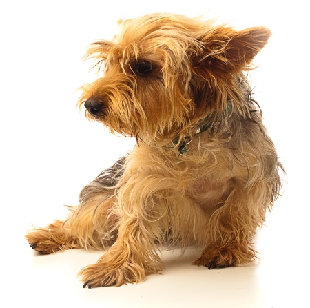 yorkshire puppy on a white backgroundの写真素材