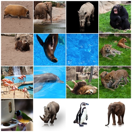 group of pictures of different animalsの写真素材