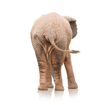 Portrait Of An Elephant On White Backgroundの写真素材