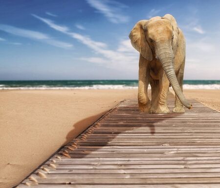 Young Elephant walking at the beachの写真素材