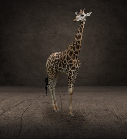 Portrait Of Giraffe, Indoorsの写真素材