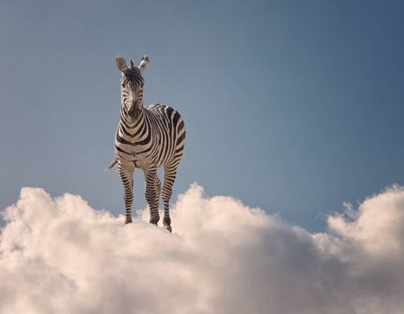 Zebra Standing On Cloud, Outdoorsの写真素材