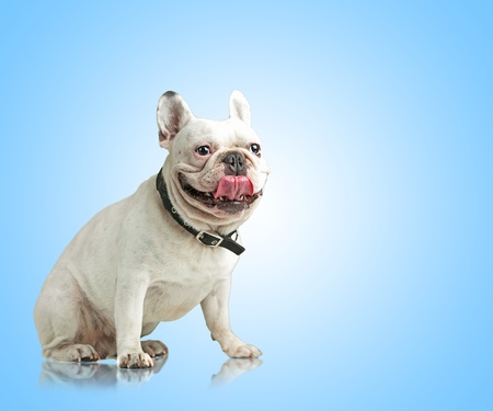 Portrait Of A Bulldog On Blue Backgroundの写真素材