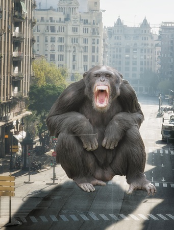 Angry Monkey Sitting On Road, Outdoorsの写真素材