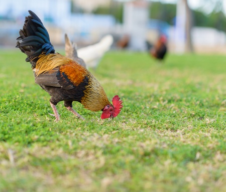 rooster grazing in park, outdoorsの写真素材