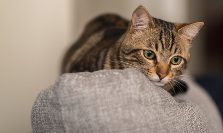 Relaxed domestic cat at home, indoorの写真素材