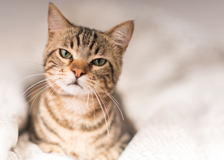 Beautiful angry domestic cat at homeの写真素材