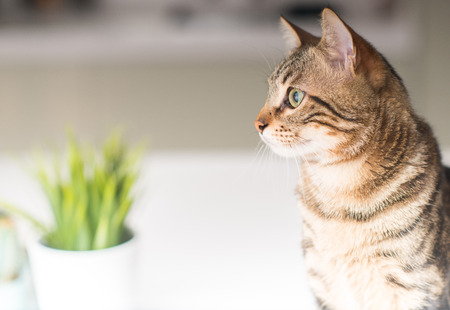Beautiful relaxed domestic cat at homeの写真素材