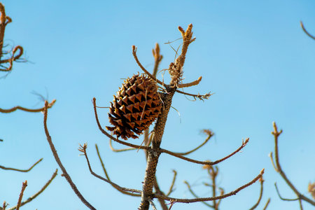 dry pinecone on bare tree with no leaves and bare branches with blue and white sky background in sun...