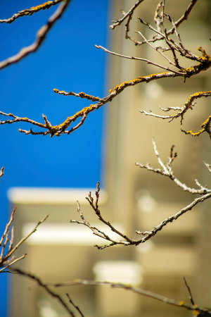 Stricks or branches with blurry house roof facade in background with front yard trees and plants with missing leaves for season. Winter has come and taken the leaves in suburban neighborhood.の写真素材