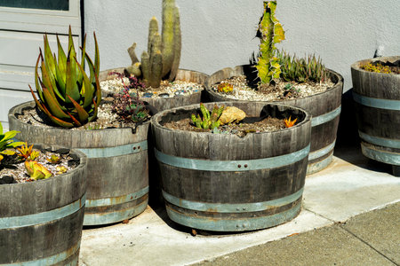 Row of decorative wooden pots with cactuses and other tropical plants in an area of the garde of...