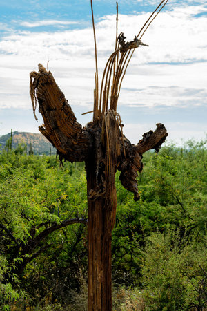 Dying and decayed saguaro cactus on mission view trail in sabino nation park in the sonora desert arizona hillsides. Cliffs with trees and plants and natural grasses with clouds and natural wildernessの写真素材