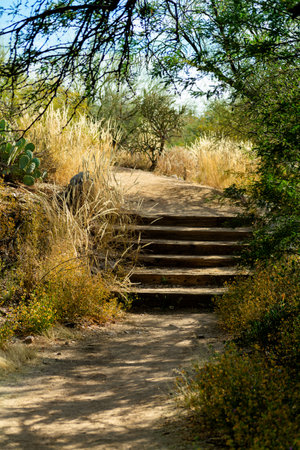 Desert stairs on mission view trail in sabino national park in the hills and cliffs of arizona in the sonora desert. Late afternoon shade in the dry season with towering trees and natural grasses.の写真素材