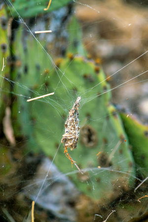 Spider web casing that catches bugs and flies to eat them with wires to hang on cactus in the hills of tuscon arizona. Nest for arachnid in the wilderness or in the hillsides on nature.の写真素材